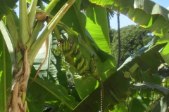 MauiFeb1-045b-640-1